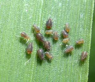 Bird cherry-oat aphid nymphs on wheat leaf