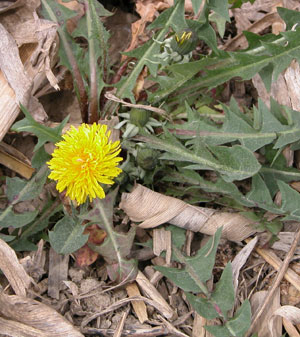 Dandelion