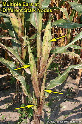 Multiple Ears at Different Stalk Nodes