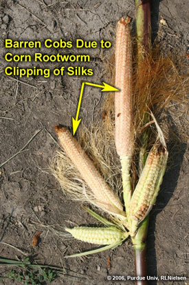 Barren cobs due to corn rootworm clipping of silks