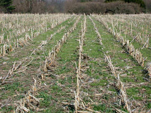 Weedy mats slow soil drying and warming in the spring.