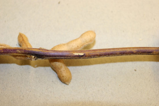Purple soybean stem