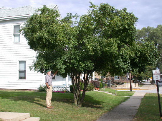 Larry Bledsoe observing soybean aphid on a buckthorn bush in the middle of Purdue campus