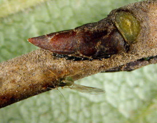 Winged soybean aphpid and eggs next to a buckthorn bud.
