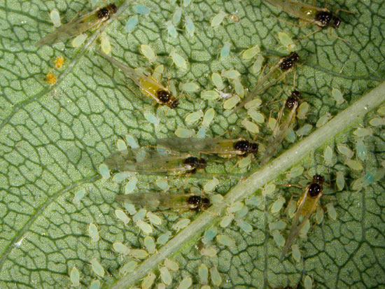 Close-up of a soybean aphid colony on a buckthorn leaf