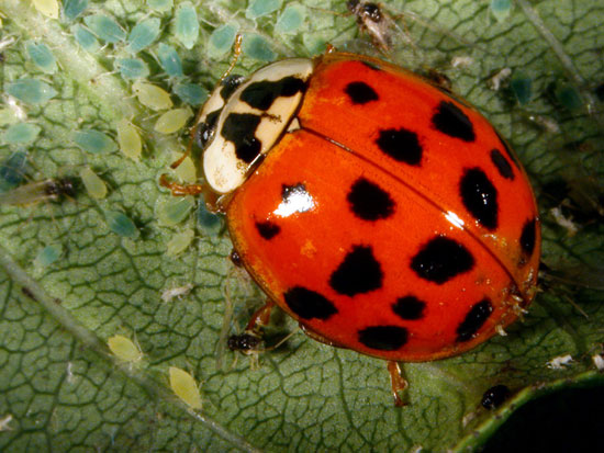 Asian lady beetle feeding on aphids on buckthorn leaf