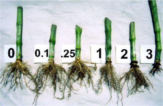 Nodal Root Rating Scale
