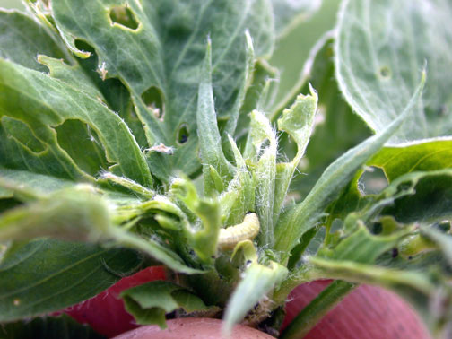 Close-up of stem tip with alfalfa weevil and damage