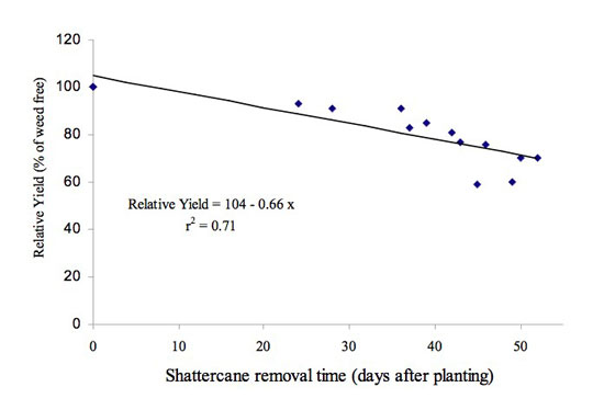 Percentage of maximum corn yield at time of shattercane removal.