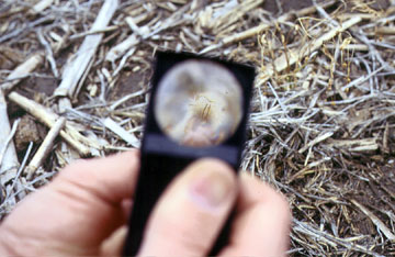 Viewing through a magnifying lens to identify grub species.