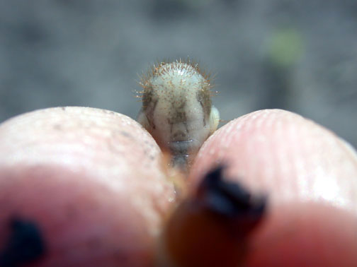 The "V" shaped hairs identify this grub as a Japanese beetle.