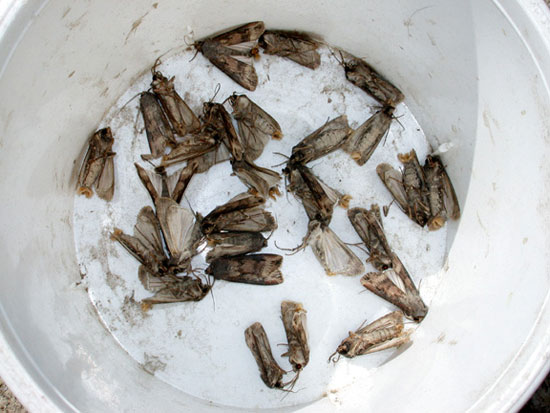 One night's catch of 28 moths in bucket trap.