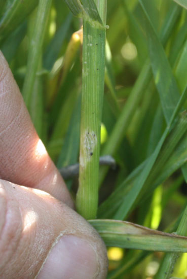 Figure 2. Hail stem injury to wheat