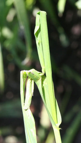 Figure 3. Wheat re-growth following stem damage above the wheat head