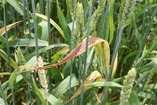 Barley yellow dwarf symptoms