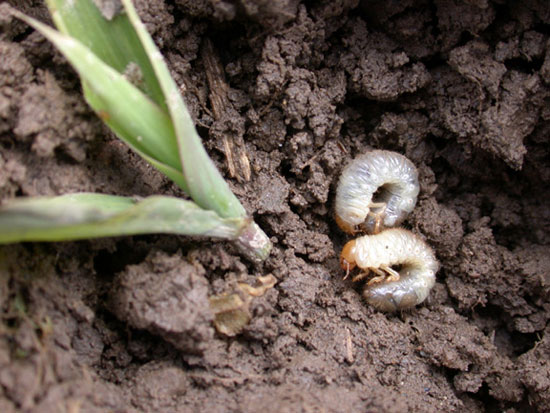 White grus and cut seedling