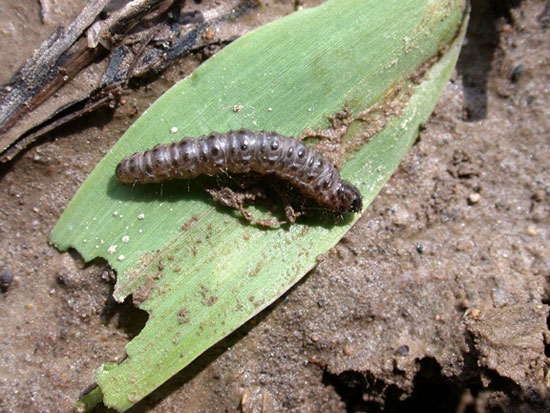 Sod webworm on damaged leaf