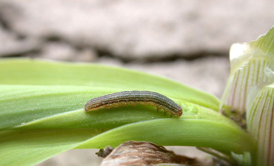 Young armyworm, May 9, Tippecanoe County