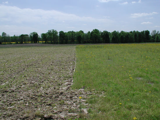 Figure 3. Conventional-till practice practiced in the field on the left