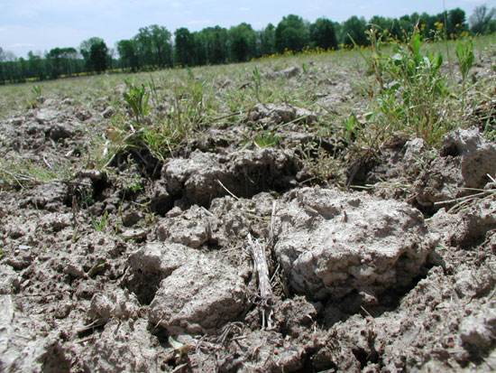 Figure 4. Large clods from disking