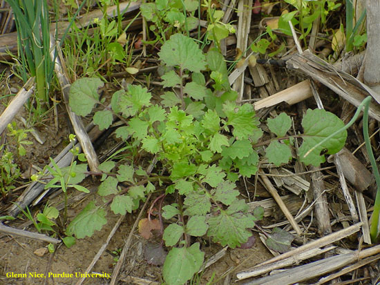 Figure 1. Cressleaf groundsel rosette (Photo by Glenn Nice)