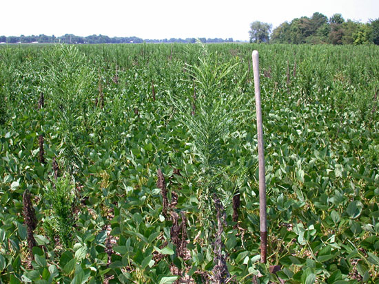 Many surviving horseweed in soybean field