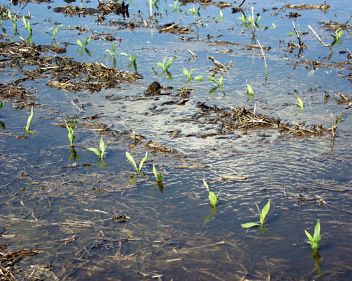 Below ground insects will survive longer than corn seedlings in saturated soils.