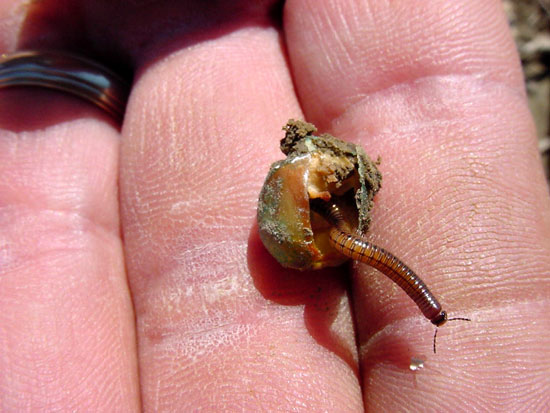 Rotting kernel hollowed out by a millipede