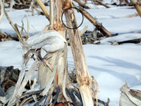 Overwintering corn borer larva (circled) nestled in stalk 