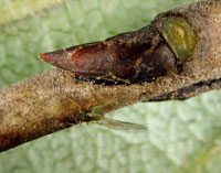 Soybean aphid eggs along the buckthorn bug 