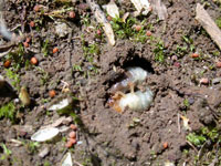 Japanese beetle larvae