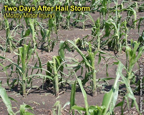 hail storm damage on corn