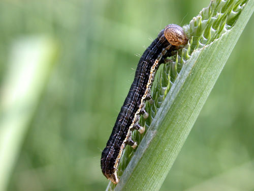 armyworm feeding on timothy grass head