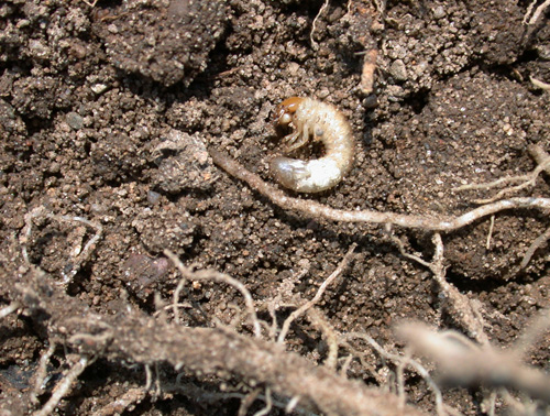 Asiatic garden grub