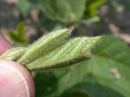 soybean aphids on new growth