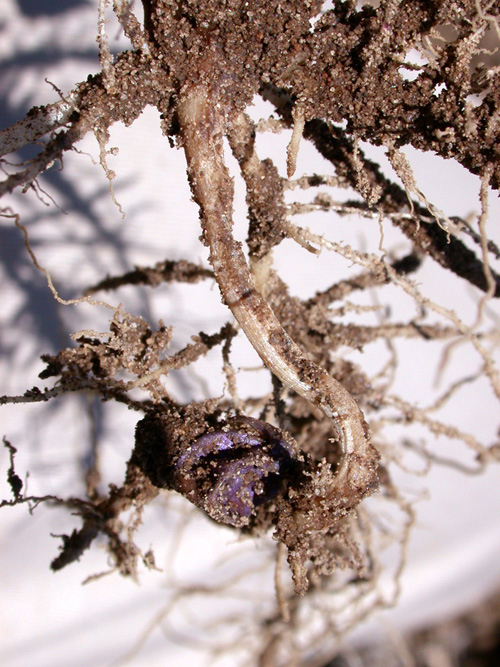 damaged mesocotyl of dying plant