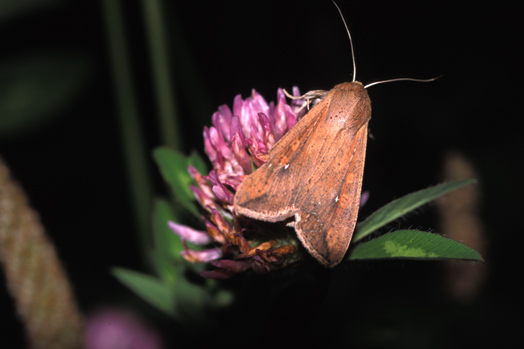 armyworm moth