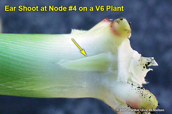 ear shoot at Node #4 on a V6 plant