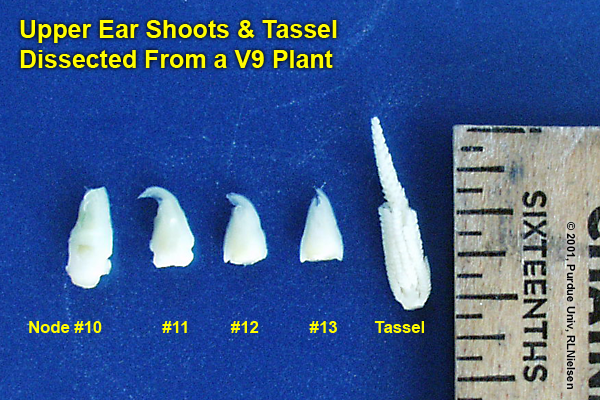 upper ear shoots & tassel dissected from a V9 plant