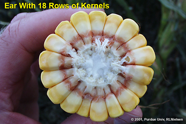 ear with 18 rows of kernels