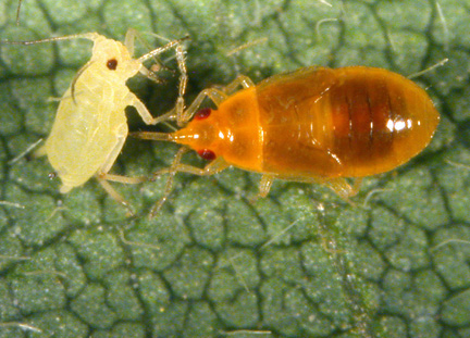 pirate bug nymph feeding on soybean aphid