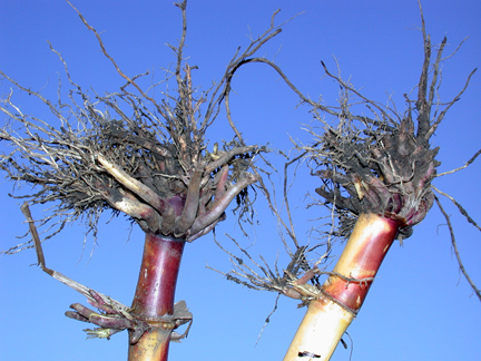 Hihg larval pressure challenged the Bt technology corn on the left and severely damaged the check on the right