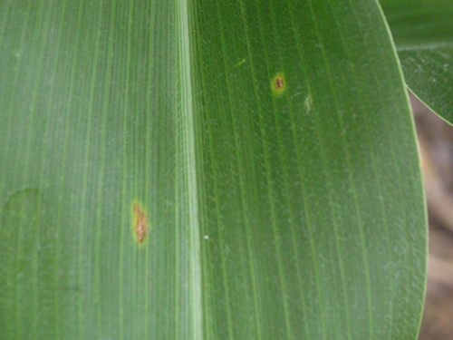 corn leaf with two common rust pustules