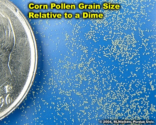 corn pollen grain size relative to a dime