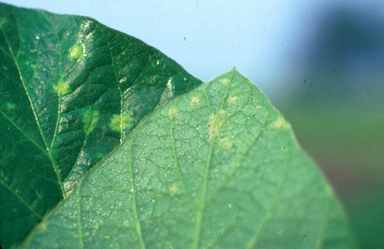 downy mildew lesions on leaves