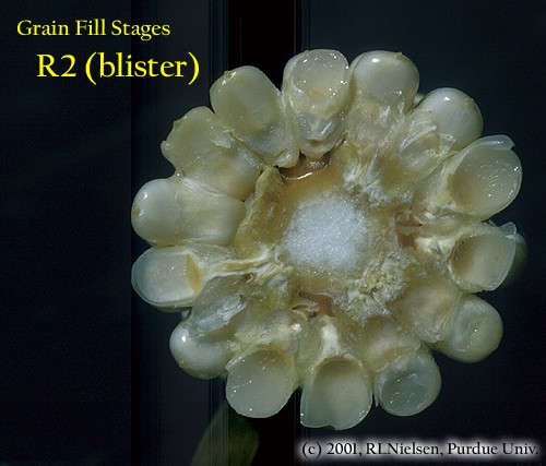 grain fill stages R2 blister