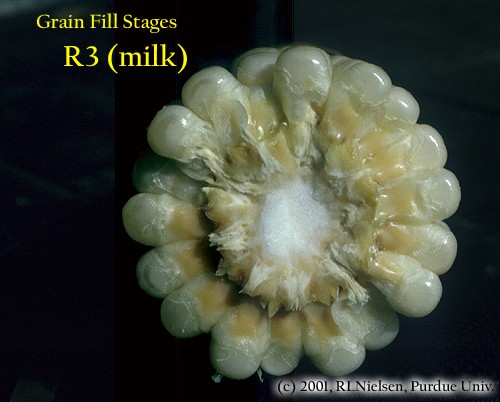 grain fill stages R3 milk