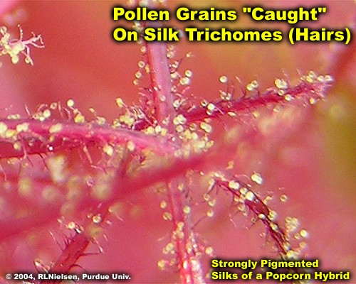 pollen grains captured on trichomes or "hairs" of silks