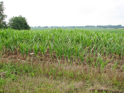 droughty corn field edge