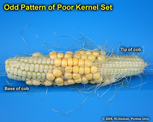 odd pattern of poor kernel set